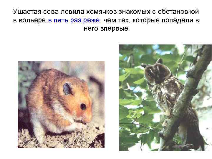 Ушастая сова ловила хомячков знакомых с обстановкой в вольере в пять раз реже, чем