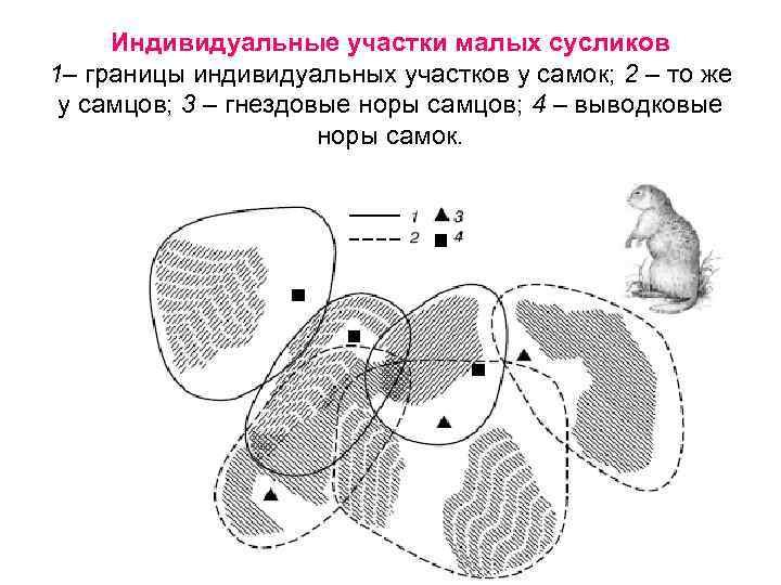 Норы сусликов схема