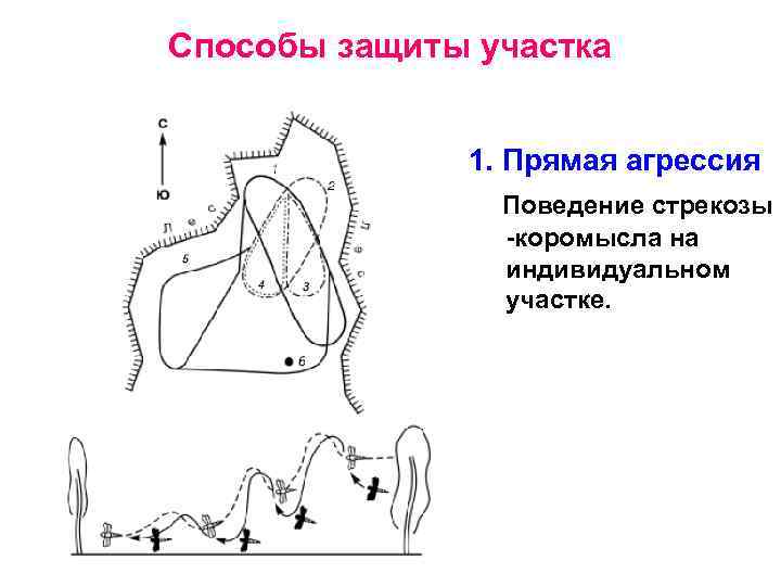 Способы защиты участка 1. Прямая агрессия Поведение стрекозы -коромысла на индивидуальном участке. 
