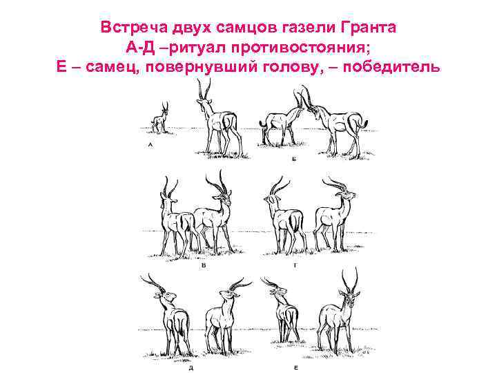 Встреча двух самцов газели Гранта А-Д –ритуал противостояния; Е – самец, повернувший голову, –