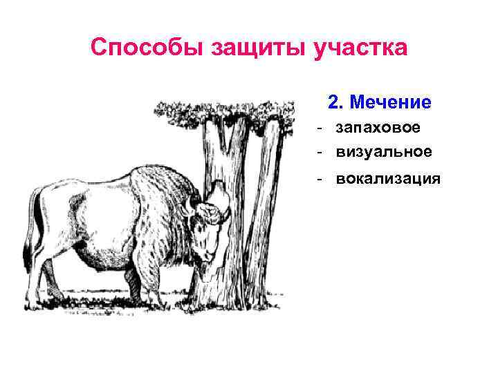 Способы защиты участка 2. Мечение - запаховое - визуальное - вокализация 