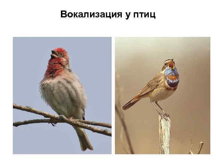 Вокализация у птиц 
