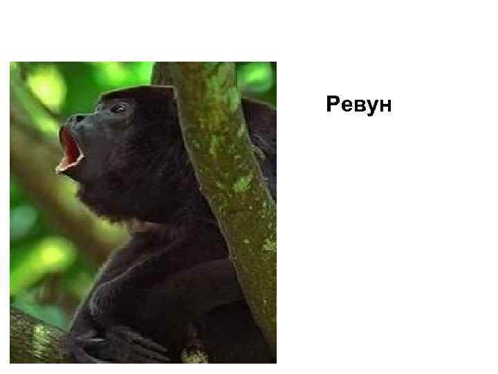  Ревун 