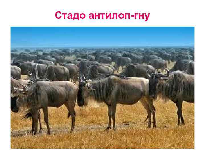 Стадо антилоп-гну 