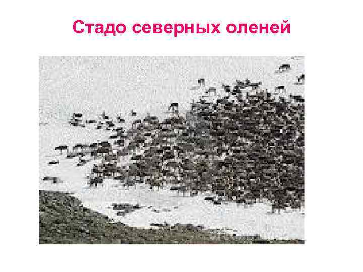 Стадо северных оленей 