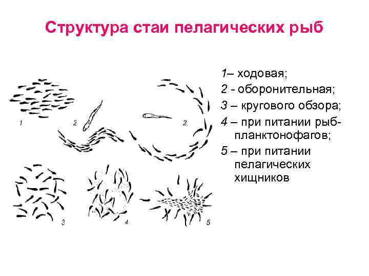 Структура стаи пелагических рыб 1– ходовая; 2 - оборонительная; 3 – кругового обзора; 4