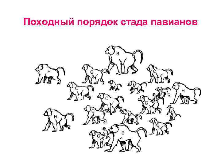 Походный порядок стада павианов 