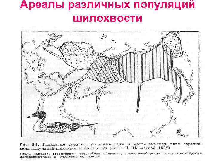 Ареалы различных популяций шилохвости 