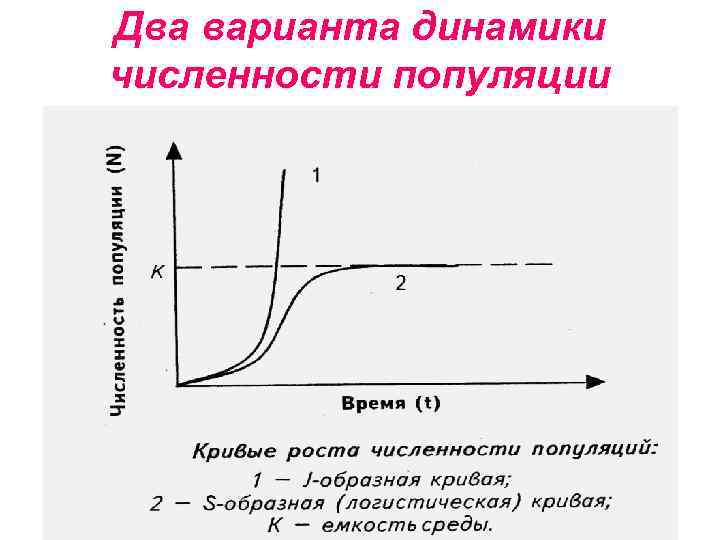Два варианта динамики численности популяции 