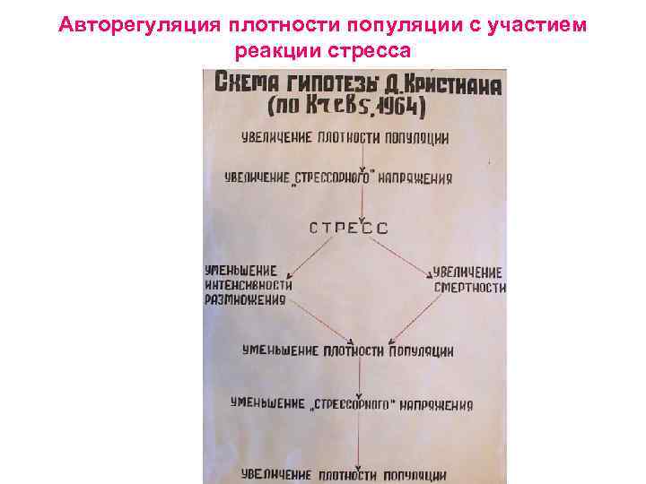 Авторегуляция плотности популяции с участием реакции стресса 