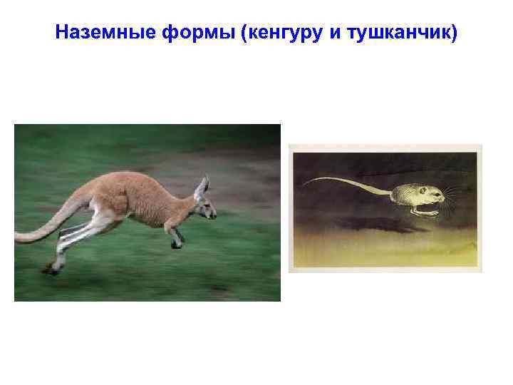 Наземные формы (кенгуру и тушканчик) 