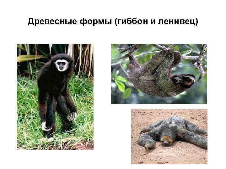 Древесные формы (гиббон и ленивец) 