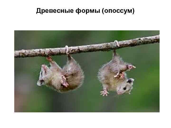 Древесные формы (опоссум) 