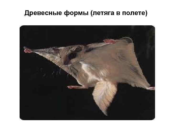 Древесные формы (летяга в полете) 