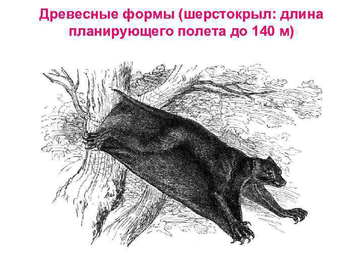 Древесные формы (шерстокрыл: длина планирующего полета до 140 м) 