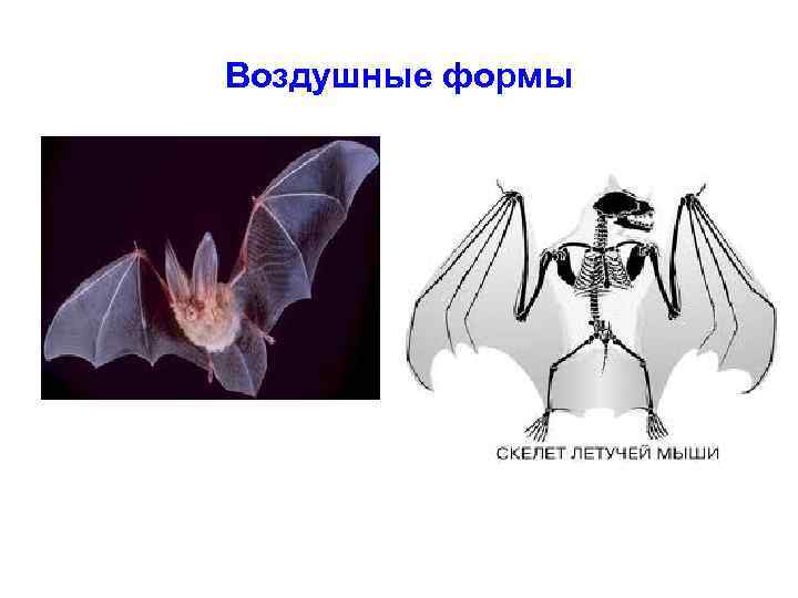 Воздушные формы 