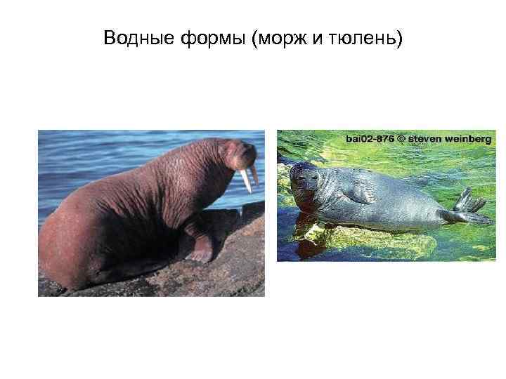 Водные формы (морж и тюлень) 
