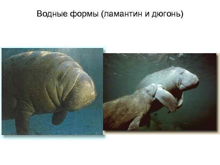 Водные формы (ламантин и дюгонь) 