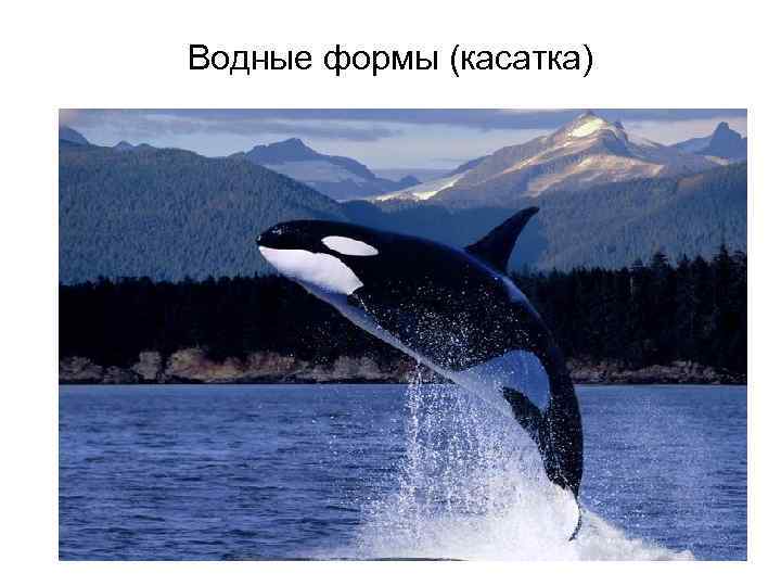 Водные формы (касатка) 