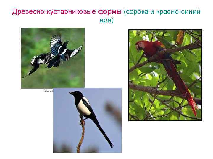 Древесно-кустарниковые формы (сорока и красно-синий ара) 