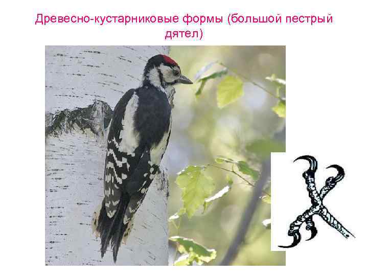 Древесно-кустарниковые формы (большой пестрый дятел) 