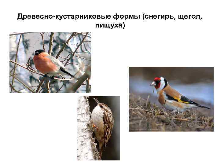 Древесно-кустарниковые формы (снегирь, щегол, пищуха) 