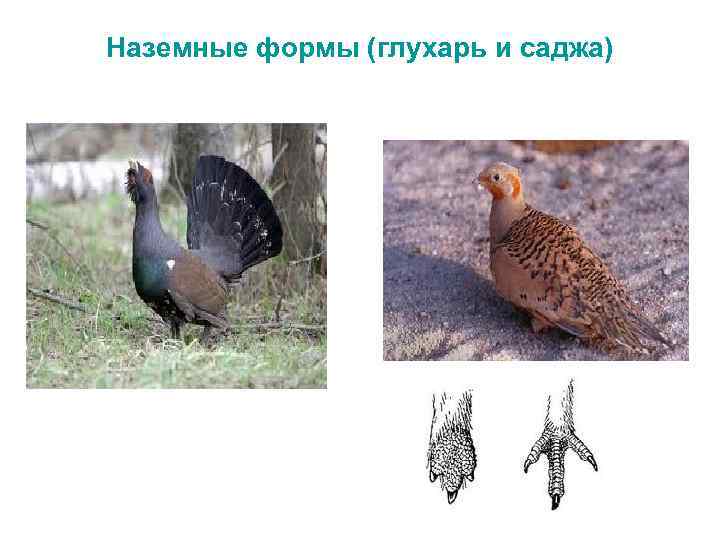 Наземные формы (глухарь и саджа) 