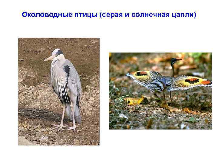 Околоводные птицы (серая и солнечная цапли) 