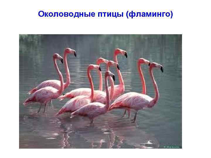 Околоводные птицы (фламинго) 