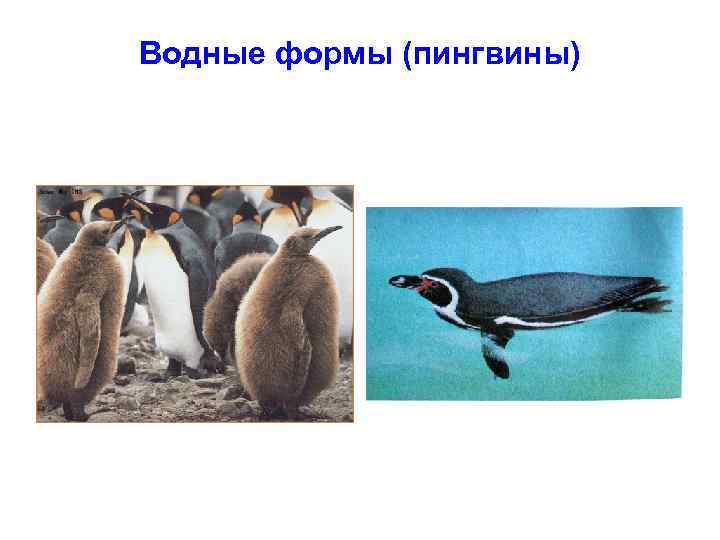 Водные формы (пингвины) 