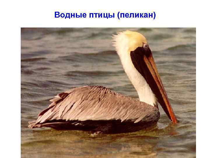 Водные птицы (пеликан) 