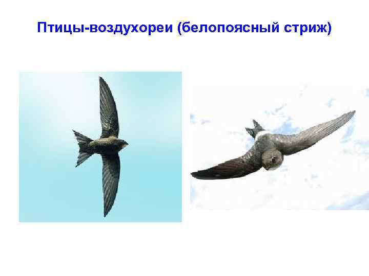 Птицы-воздухореи (белопоясный стриж) 
