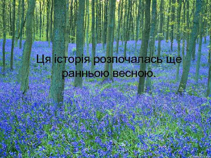Ця історія розпочалась ще ранньою весною. 