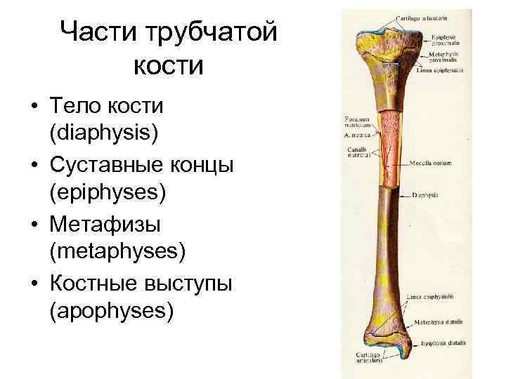 Части трубчатой кости • Тело кости (diaphysis) • Суставные концы (epiphyses) • Метафизы (metaphyses)