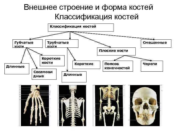 Внешнее строение и форма костей Классификация костей Губчатые кости Трубчатые Смешанные кости Плоские кости