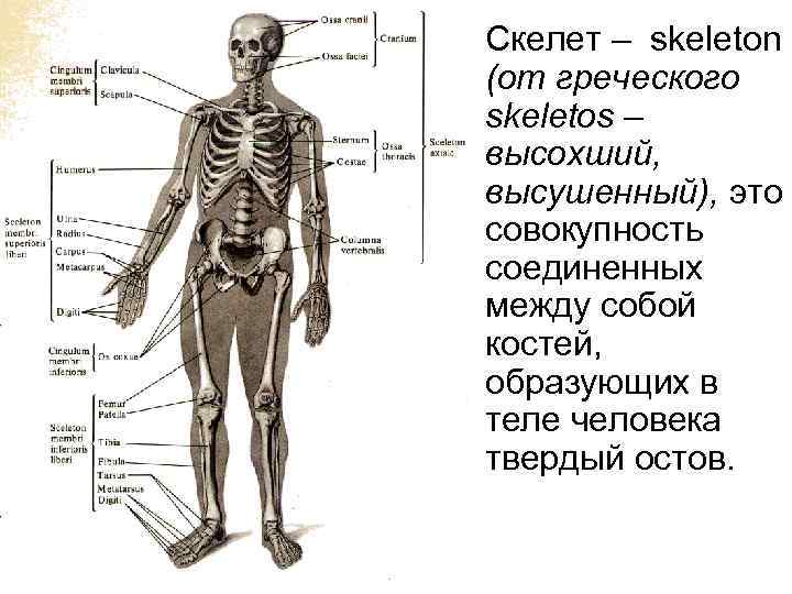Скелет – skeleton (от греческого skeletos – высохший, высушенный), это совокупность соединенных между собой
