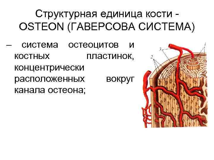 Структурная единица кости - OSTEON (ГАВЕРСОВА СИСТЕМА) – система остеоцитов и костных пластинок, концентрически
