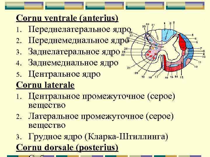 Cornu ventrale (anterius) 1. Переднелатеральное ядро 2. Переднемедиальное ядро 3. Заднелатеральное ядро 4. Заднемедиальное