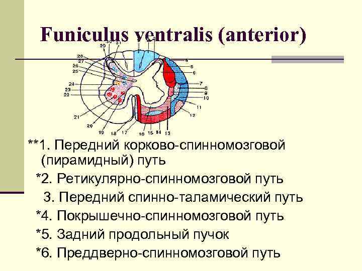 Funiculus ventralis (anterior) **1. Передний корково-спинномозговой (пирамидный) путь *2. Ретикулярно-спинномозговой путь 3. Передний спинно-таламический