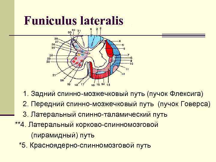 Funiculus lateralis 1. Задний спинно-мозжечковый путь (пучок Флексига) 2. Передний спинно-мозжечковый путь (пучок Говерса)