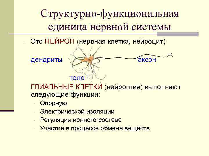 Структурно-функциональная единица нервной системы - Это НЕЙРОН (нервная клетка, нейроцит) дендриты аксон тело ГЛИАЛЬНЫЕ