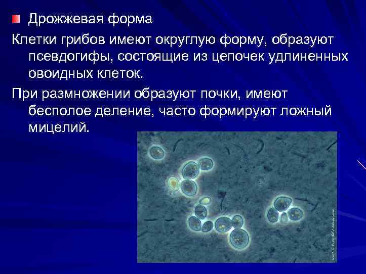 Дрожжевая форма Клетки грибов имеют округлую форму, образуют псевдогифы, состоящие из цепочек удлиненных овоидных