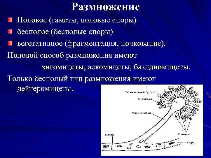 Размножение Половое (гаметы, половые споры) бесполое (бесполые споры) вегетативное (фрагментация, почкование). Половой способ размножения