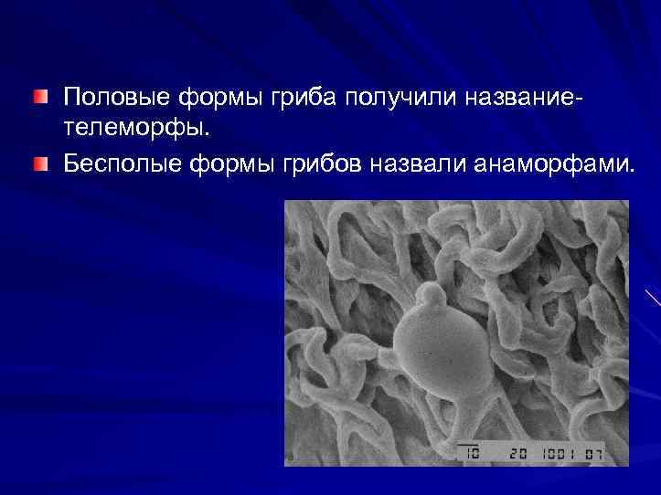 Половые формы гриба получили название- телеморфы. Бесполые формы грибов назвали анаморфами. 
