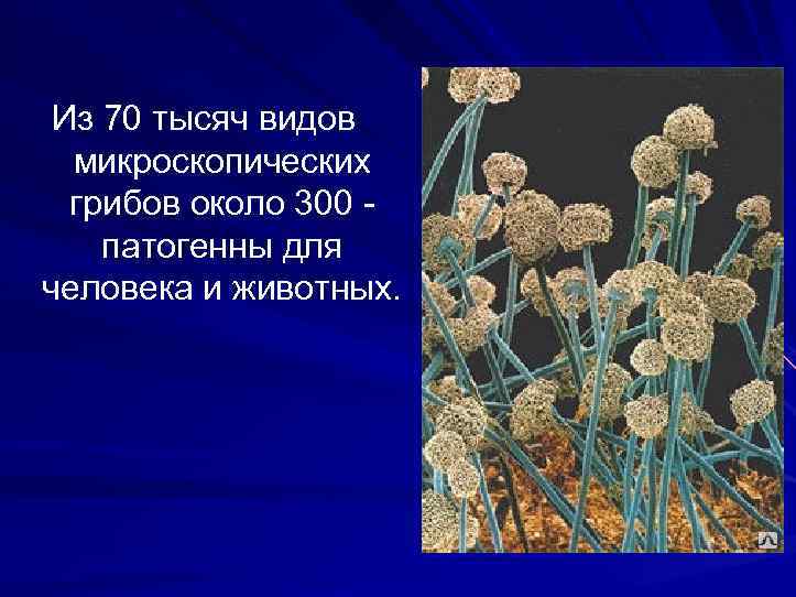 Из 70 тысяч видов микроскопических грибов около 300 - патогенны для человека и животных.