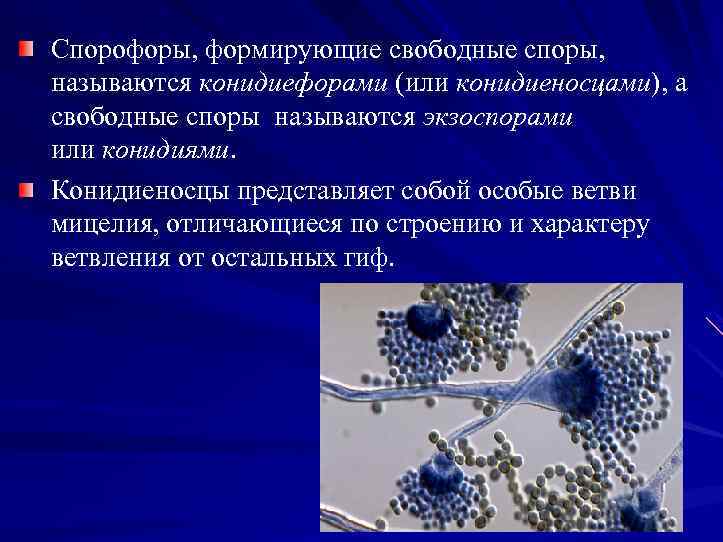 Спорофоры, формирующие свободные споры, называются конидиефорами (или конидиеносцами), а свободные споры называются экзоспорами или