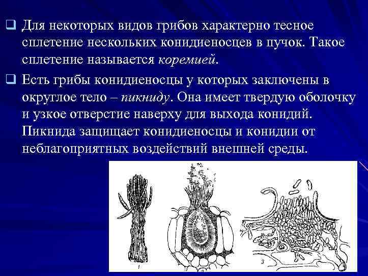 q Для некоторых видов грибов характерно тесное сплетение нескольких конидиеносцев в пучок. Такое сплетение