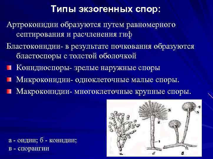 Типы экзогенных спор: Артроконидии образуются путем равномерного септирования и расчленения гиф Бластоконидии в результате