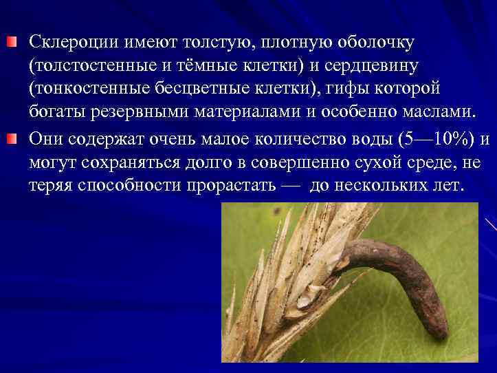 Склероции имеют толстую, плотную оболочку (толстостенные и тёмные клетки) и сердцевину (тонкостенные бесцветные клетки),