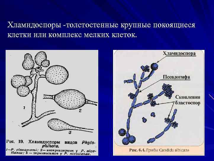 Хламидоспоры толстостенные крупные покоящиеся клетки или комплекс мелких клеток. 